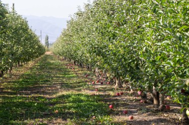 Olgun meyveli elma bahçesi. Ağaçlardaki güneş ışığı, büyük elmalar lezzetli ve sulu, yemeye hazır.