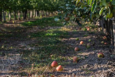 Olgun meyveli elma bahçesi. Ağaçlardaki güneş ışığı, büyük elmalar lezzetli ve sulu, yemeye hazır.