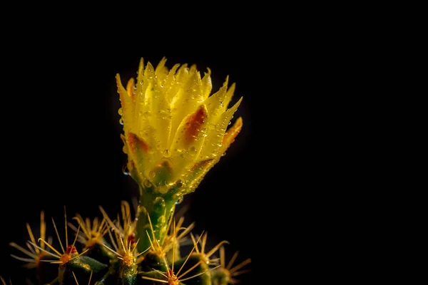 Ljusgul Kaktus Blomma Daggdroppar Närbild Vacker Växt Med Taggar Svart — Stockfoto