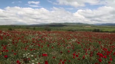 Ufukta dağ sırası olan parlak kırmızı bir haşhaş tarlası. Tüylü beyaz bulutları olan güzel bir gökyüzü. Estetik kırsal turizm