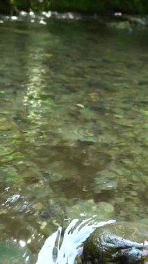 Bir dağ nehrinin temiz suyu taşın etrafında akar. Yavaş çekim