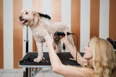 Güzel evlat edinilmiş melez köpek, profesyonel bakım ve saç bakımından zevk alıyor. Profesyonel kadın kuaför..