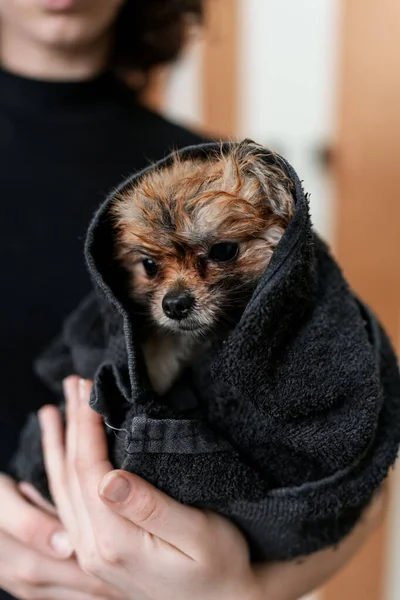 漂亮的波美拉尼亚犬喜欢专业的仪容和护发 工作中的专业女性美容师 — 图库照片