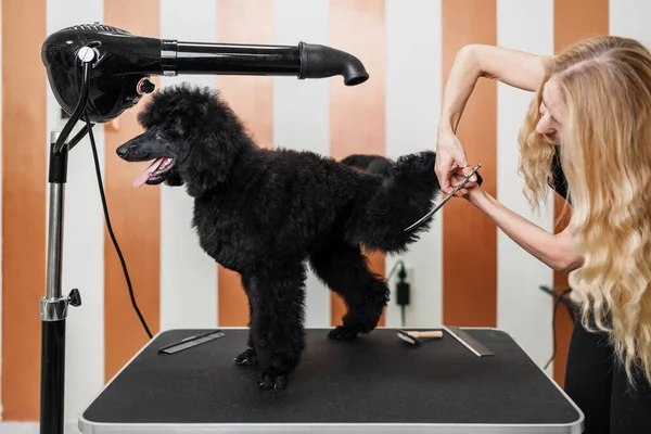 Beautiful Pure Blood Big Black Poodle Enjoying Professional Grooming Hair — Stock Photo, Image