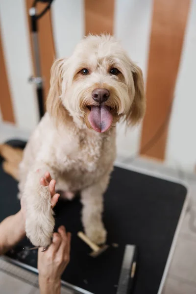 Güzel Evlat Edinilmiş Melez Köpek Profesyonel Bakım Saç Bakımından Zevk — Stok fotoğraf