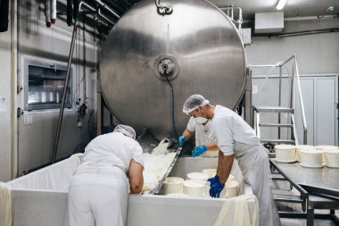 Peynir ve süt süt süt üretim fabrikasındaki el işçileri. Geleneksel Avrupa el yapımı sağlıklı gıda üretimi.