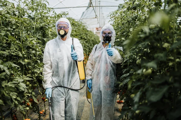 Tema Agricultura Industrial Trabalhadores Experientes Suítes Proteção Estufa Mostrando Polegar — Fotografia de Stock