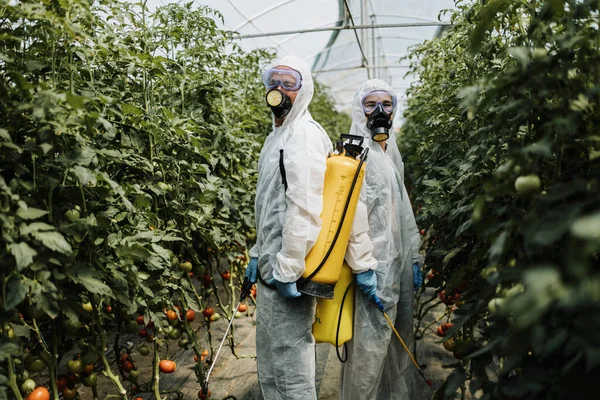 工业农业主题 在蔬菜园喷洒有毒除草剂或杀虫剂的防护罩中工作的有经验的工人 晴天的自然光 — 图库照片