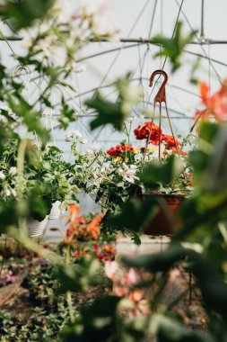 Güzel ve büyük sera iç kısımları ya da iç kısımları. Bir sürü harika çiçek var. Seçici odak.