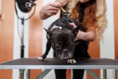 Güzel siyah Fransız bulldog profesyonel tımar ve saç bakımının keyfini çıkarıyor. Profesyonel kadın kuaför..