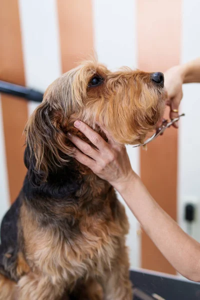 Beautiful Airedale Terrier Enjoying Professional Grooming Hair Care Professional Female — Stock Photo, Image