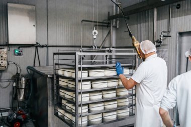 Peynir ve süt süt üretim fabrikasında manuel işçi. Geleneksel Avrupa el yapımı sağlıklı gıda üretimi.