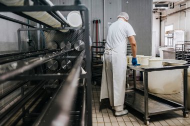 Peynir ve süt süt üretim fabrikasında manuel işçi. Geleneksel Avrupa el yapımı sağlıklı gıda üretimi.