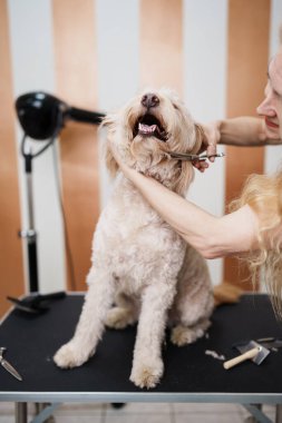 Güzel evlat edinilmiş melez köpek, profesyonel bakım ve saç bakımından zevk alıyor. Profesyonel kadın kuaför..