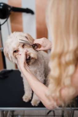 Güzel evlat edinilmiş melez köpek, profesyonel bakım ve saç bakımından zevk alıyor. Profesyonel kadın kuaför..