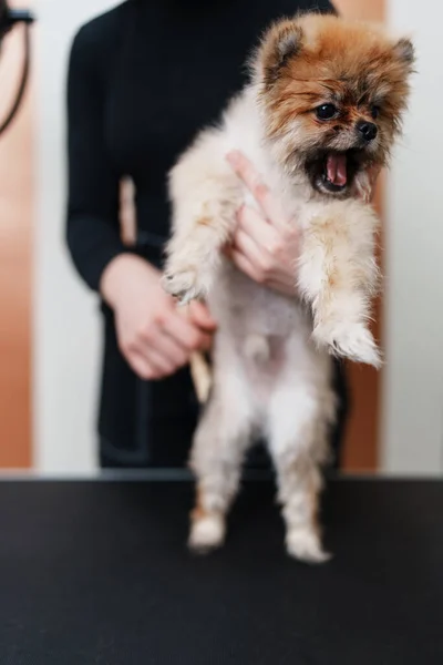 Güzel Pomeranya Köpeği Profesyonel Tımar Saç Bakımından Zevk Alıyor Profesyonel — Stok fotoğraf