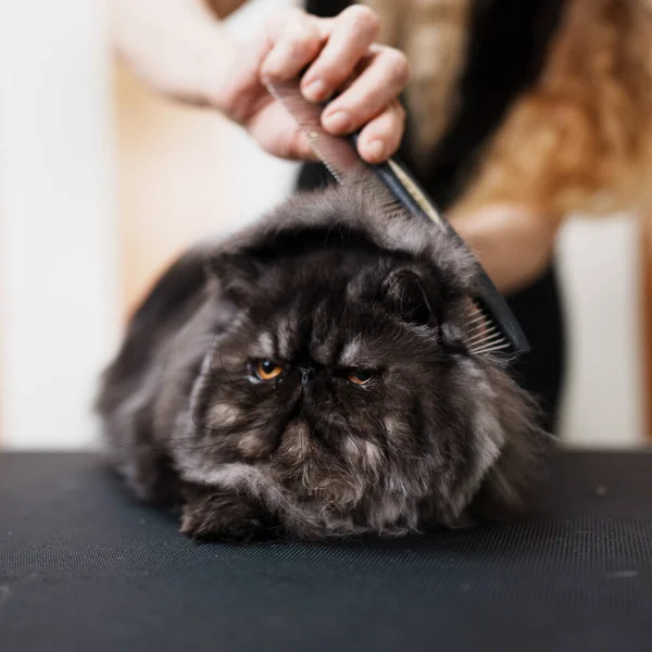 Beautiful pure blood Persian exotic cat enjoying in professional grooming and hair care. Professional female groomer at work.