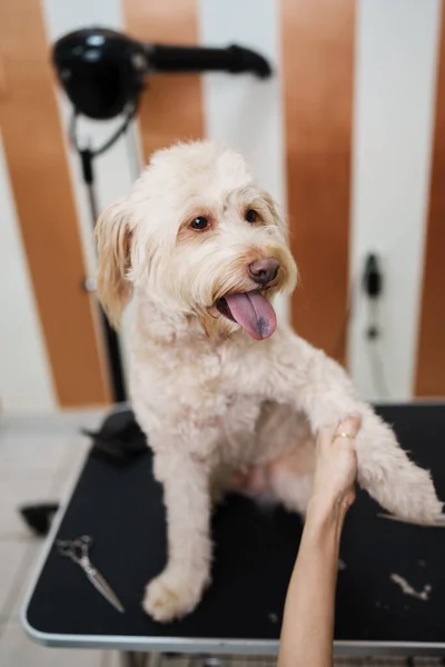 Güzel Evlat Edinilmiş Melez Köpek Profesyonel Bakım Saç Bakımından Zevk — Stok fotoğraf