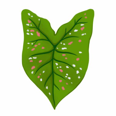Caladium yaprağı bitkisi, beyaz arkaplanda izole edilmiş dijital illüstrasyon