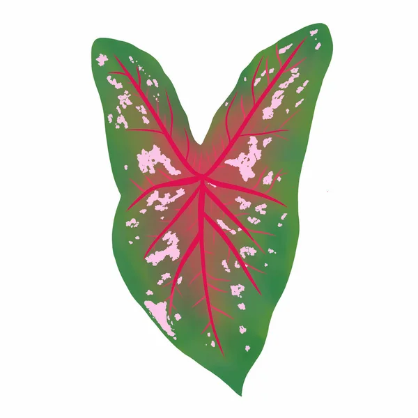 Caladium Leaf Plant Illustrazione Digitale Isolata Sfondo Bianco — Foto Stock
