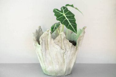 Alocasia Amazonica Sanderiana Çimento Kazanı ile Bitkiler