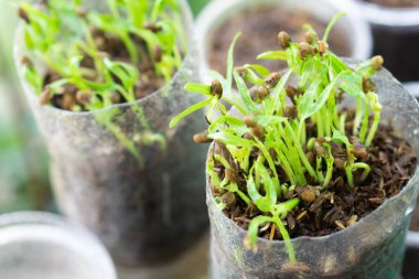 Geri dönüşümlü plastik şişede su sıçratma, sağlıklı gıda konsepti, seçici odaklı genç filiz suyu ıspanağı.