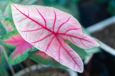 Yakın çekim üst manzara tatlı pembe kaladyum yaprakları bahçede, seçici odaklanma