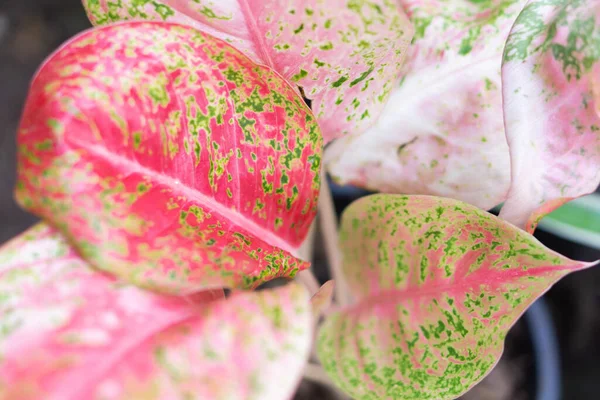 Closeup Top View Beautiful Aglaonema Ruaylonfa Leaves Garden Selective Focus — Stock Photo, Image