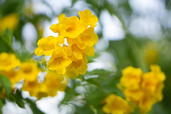 Closeup Fresh Yellow Elder Flower Trumpetflower Garden Selective Focus — Stock Photo, Image