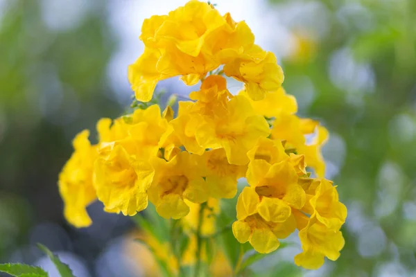 Closeup Fresh Yellow Elder Flower Trumpetflower Garden Selective Focus — Stock Photo, Image