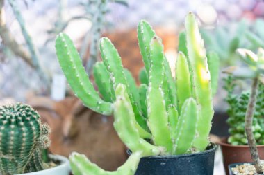 Kapalı yeşil kaktüs saksısı, seçici odak