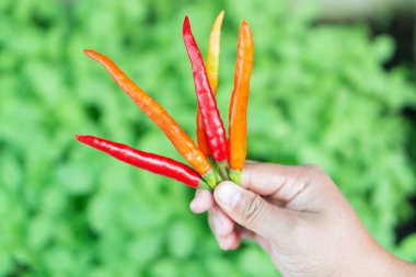 Yakın plan, kırmızı biber, yeşil arka plan, seçici odak