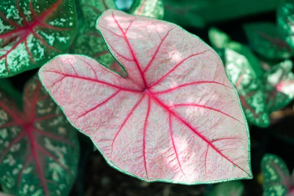 Yakın çekim üst manzara tatlı pembe kaladyum yaprakları bahçede, seçici odaklanma