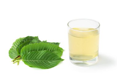 Beyaz arka plan, sağlık hizmetleri ve tıbbi konsepte izole edilmiş taze yeşil yapraklı Mitragyna Specosa Korth çayı (Kratom)