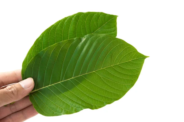 Mano Tenuta Verde Mitragyna Speciosa Korth Leaves Kratom Isolato Sfondo — Foto Stock