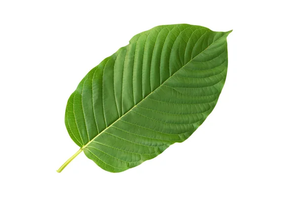Green Mitragyna Speciosa Korth Leaf Kratom Απομονωμένο Λευκό Φόντο Υγειονομική — Φωτογραφία Αρχείου