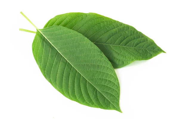 Green Mitragyna Speciosa Korth Leaves Kratom Isolato Sfondo Bianco Sanità — Foto Stock