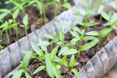 Plastik şişe geri dönüşümünden yeşil yapraklı taze biber filizi, sağlıklı gıda konsepti, seçici odaklanma