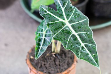 Alocasia Amazonica Sanderiana ya da Alocasia Sanderiana 'nın yakın çekim yaprakları demlikte, seçici odaklı boğa bitkileri