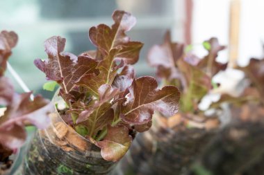 Plastik kapta kırmızı marul salatası, sağlık konsepti seçici odak