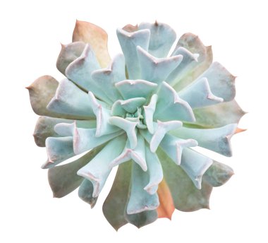 Yakın plan üst görünüm sulu bitki beyaz arkaplanda izole