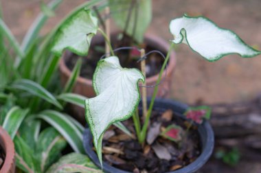 Yakın plan pembe kaladyum, bahçesinde kil çömlek, seçici odaklı.