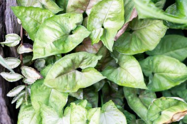 Yakın plan Sengonyum Maria Allusion bahçede seçici sikiş