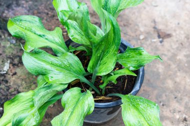 Yakın çekim Eucharis yeşil yaprakları tencerede, seçici odak