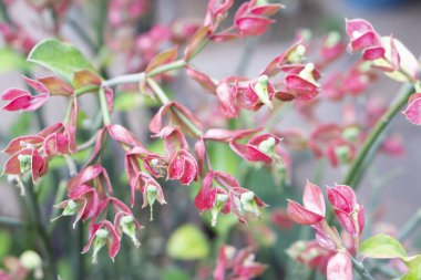 Yakın çekim Candelilla, uzun terlik bitkisi ya da bahçede terlik çiçeği. Seçici odak
