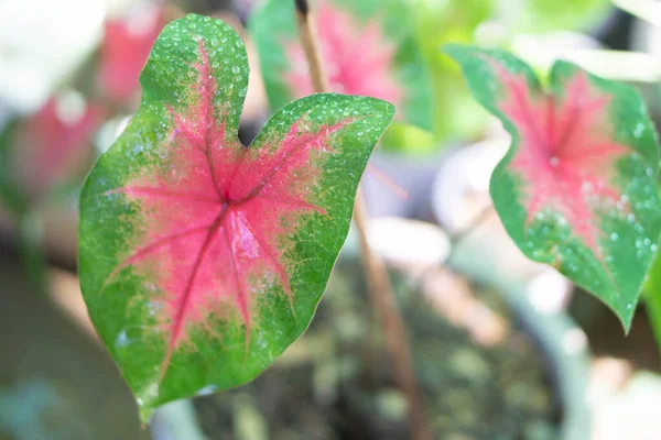 Крупный План Красочные Розовые Зеленые Листья Каладия Саду Светом Утром — стоковое фото