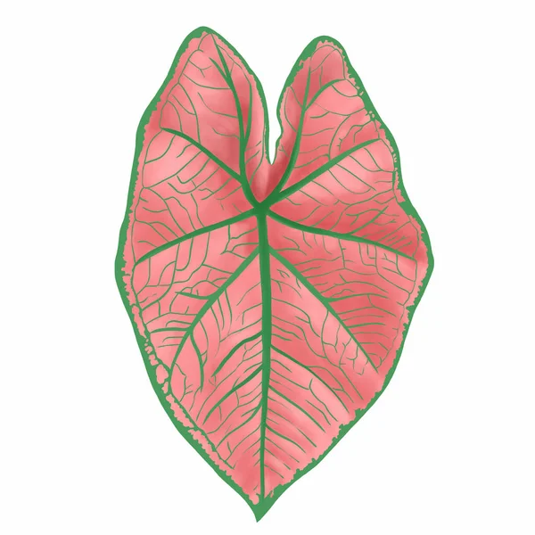 Κόκκινο Φυτό Φύλλα Caladium Ψηφιακή Απεικόνιση Απομονωμένη Λευκό Φόντο — Φωτογραφία Αρχείου
