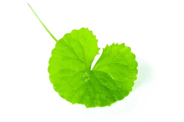 Closeup Leaf Gotu Kola Asiatic Pennywort Indian Pennywort White Background — 스톡 사진