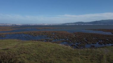 Pembe flamingolar sığ sularda besleniyor ve yürüyor