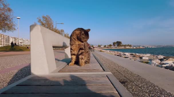 사람들이 Tabby Brown Cat Cleaning Grooming Herself Stone Bench — 비디오